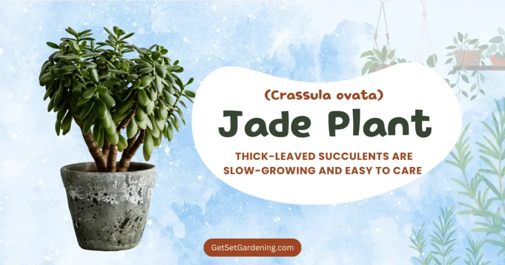 Jade Plant (Crassula ovata) Jade Plant (Crassula ovata)