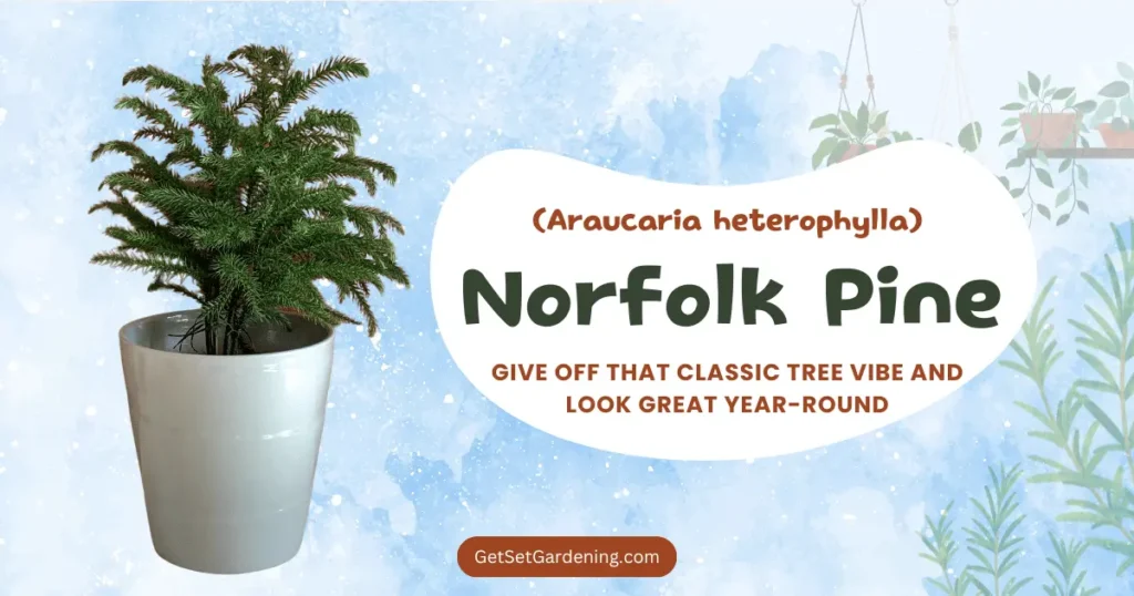 Norfolk Pine (Araucaria heterophylla) Norfolk Pine (Araucaria heterophylla)