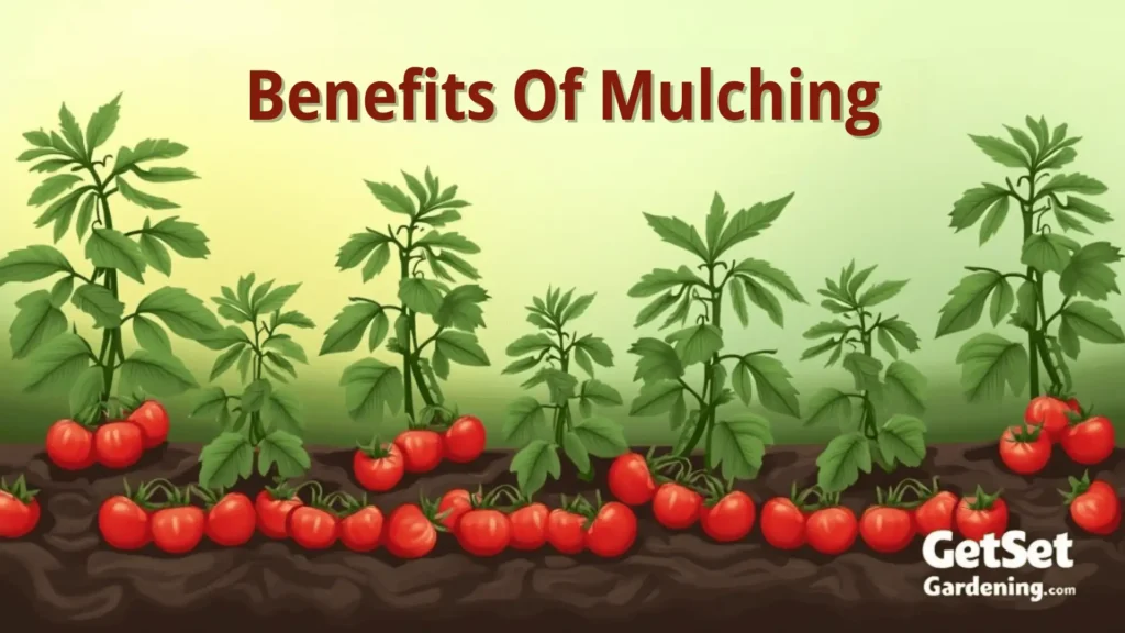 16 Essential Tips for Growing Terrific Tomatoes in Pots