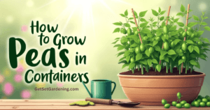 How to Grow Peas in Containers