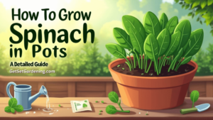 How To Grow Spinach in Container