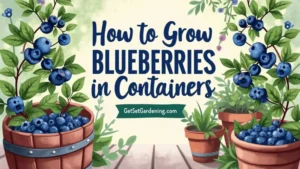 How to Grow Blueberries in Containers