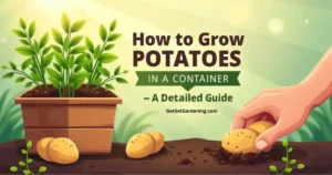 How To Grow Potato in Container