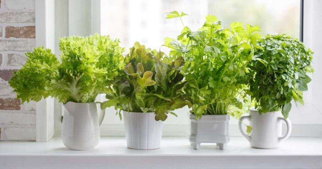 14 Vegetables You Can Regrow from Kitchen Scraps