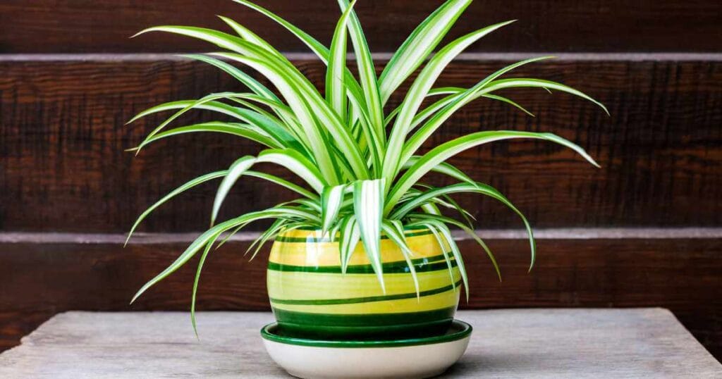 spider plant