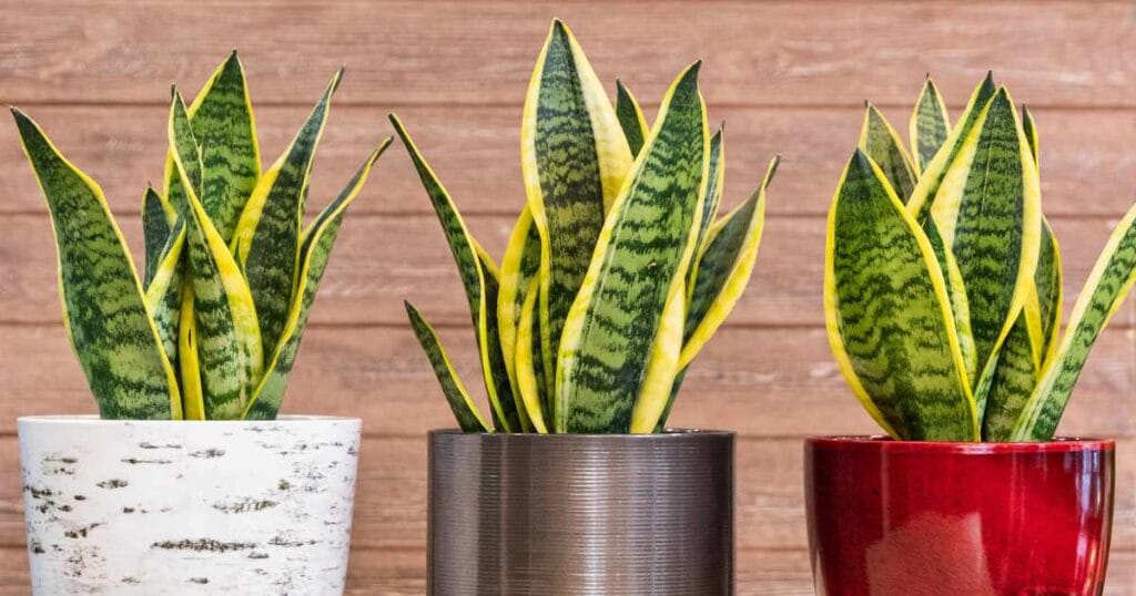 snake plant