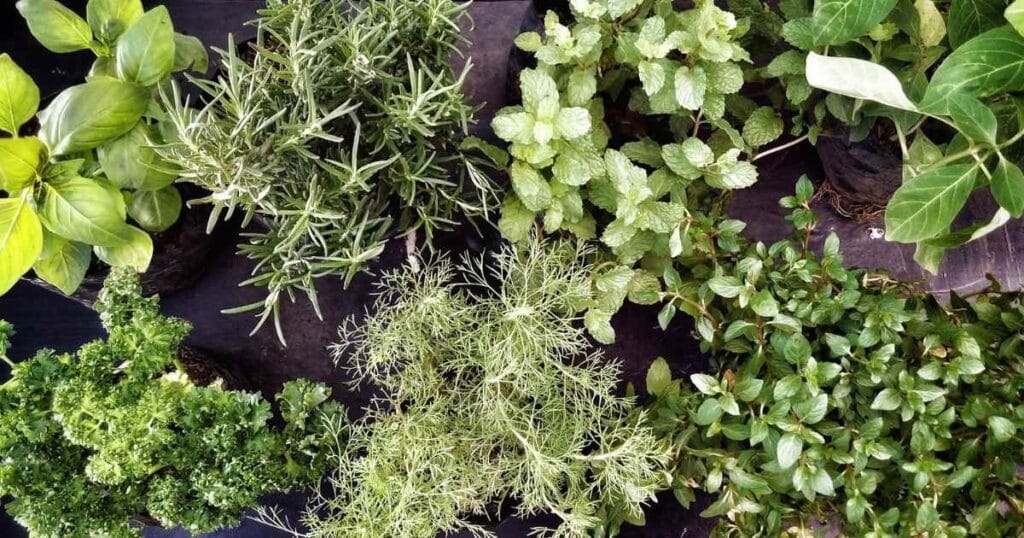 Herbs To Plant in Fall