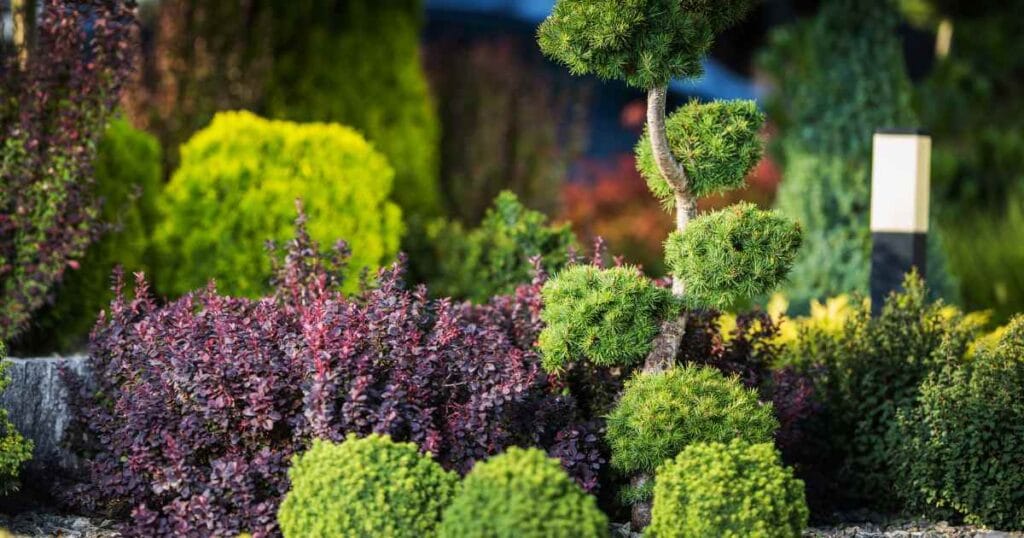 trees and shrubs to plant