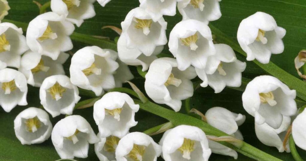 How To Grow And Care For Lily of the Valley